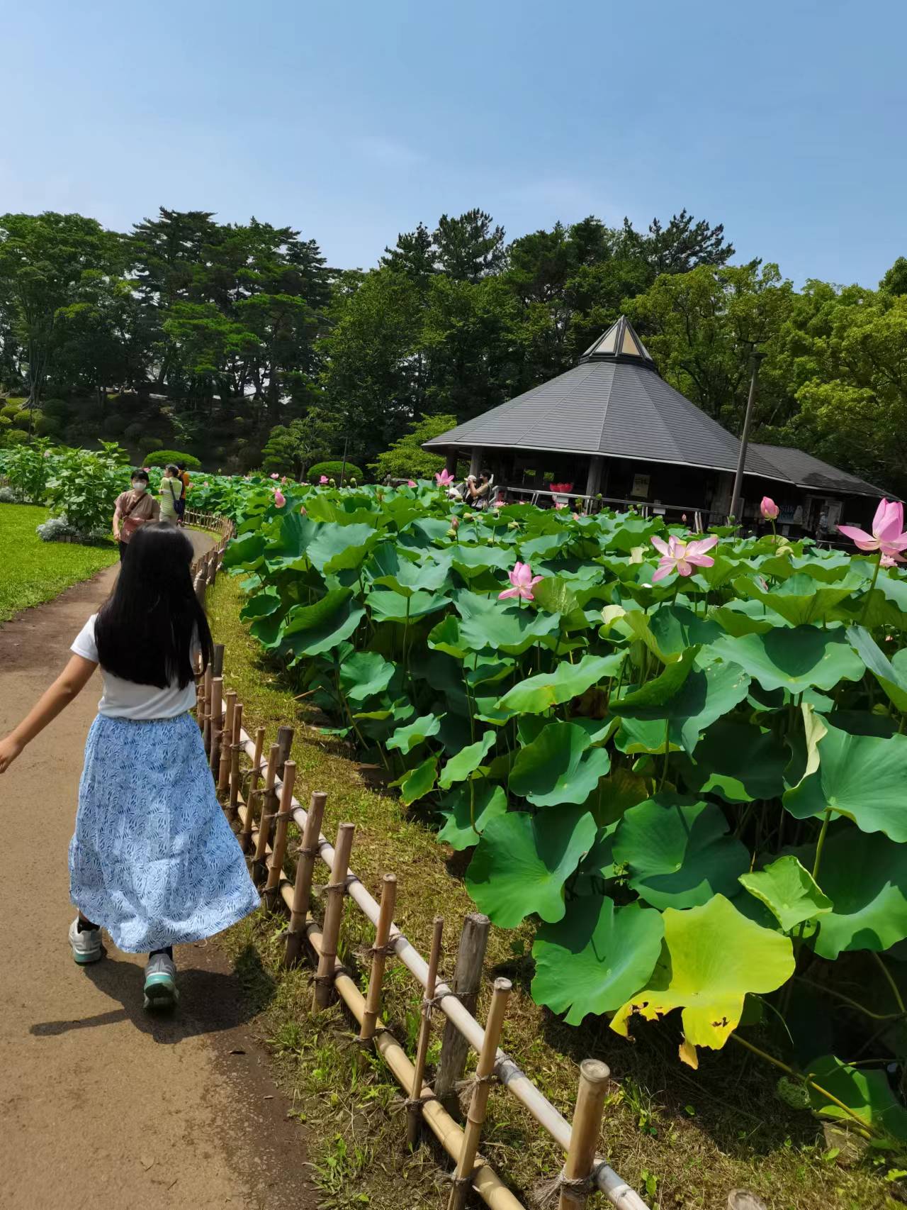 千葉公園の蓮（ハス）８