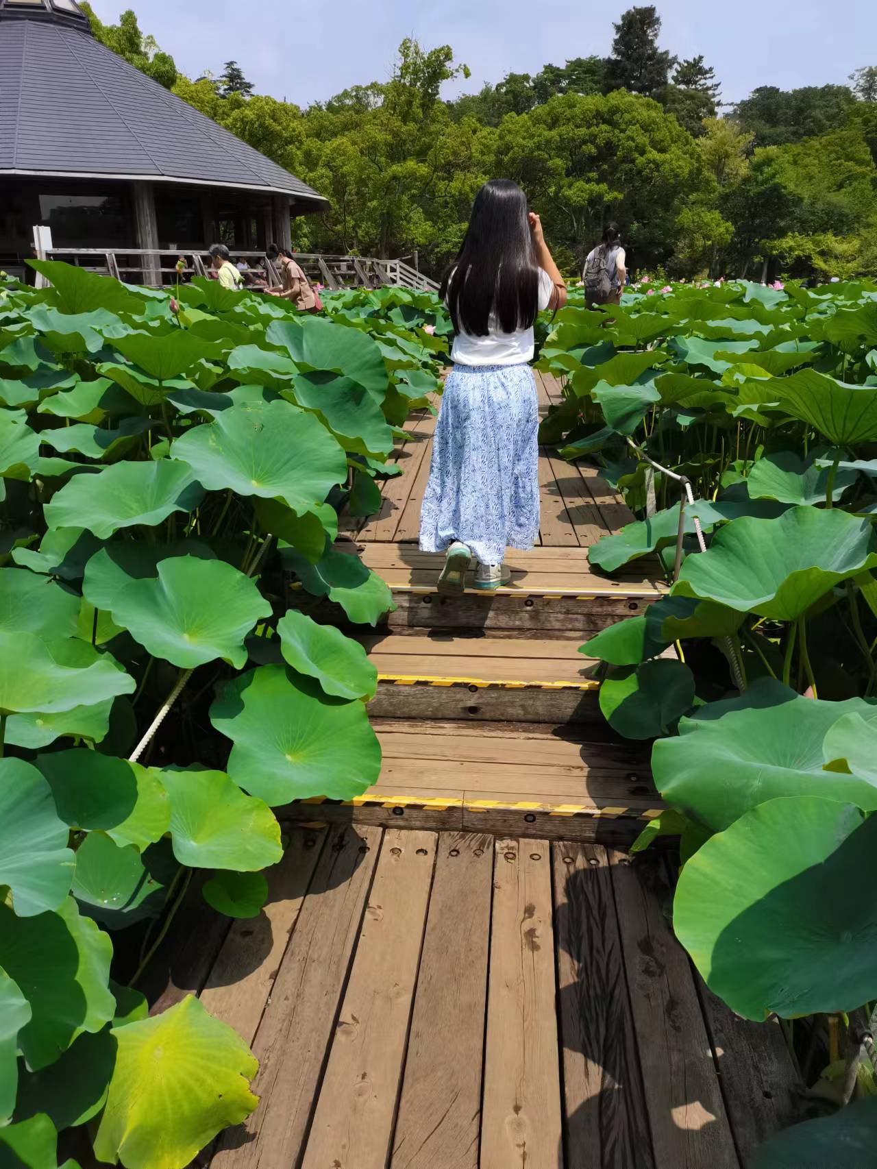 千葉公園の蓮（ハス）９