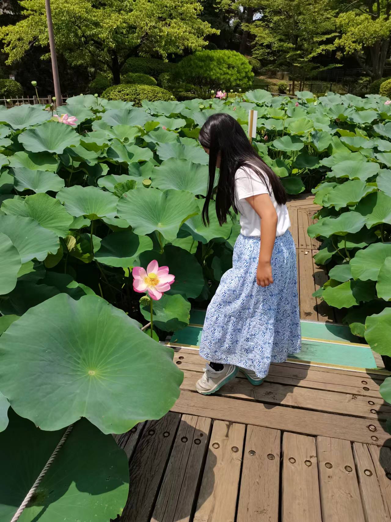 千葉公園の蓮（ハス）１０