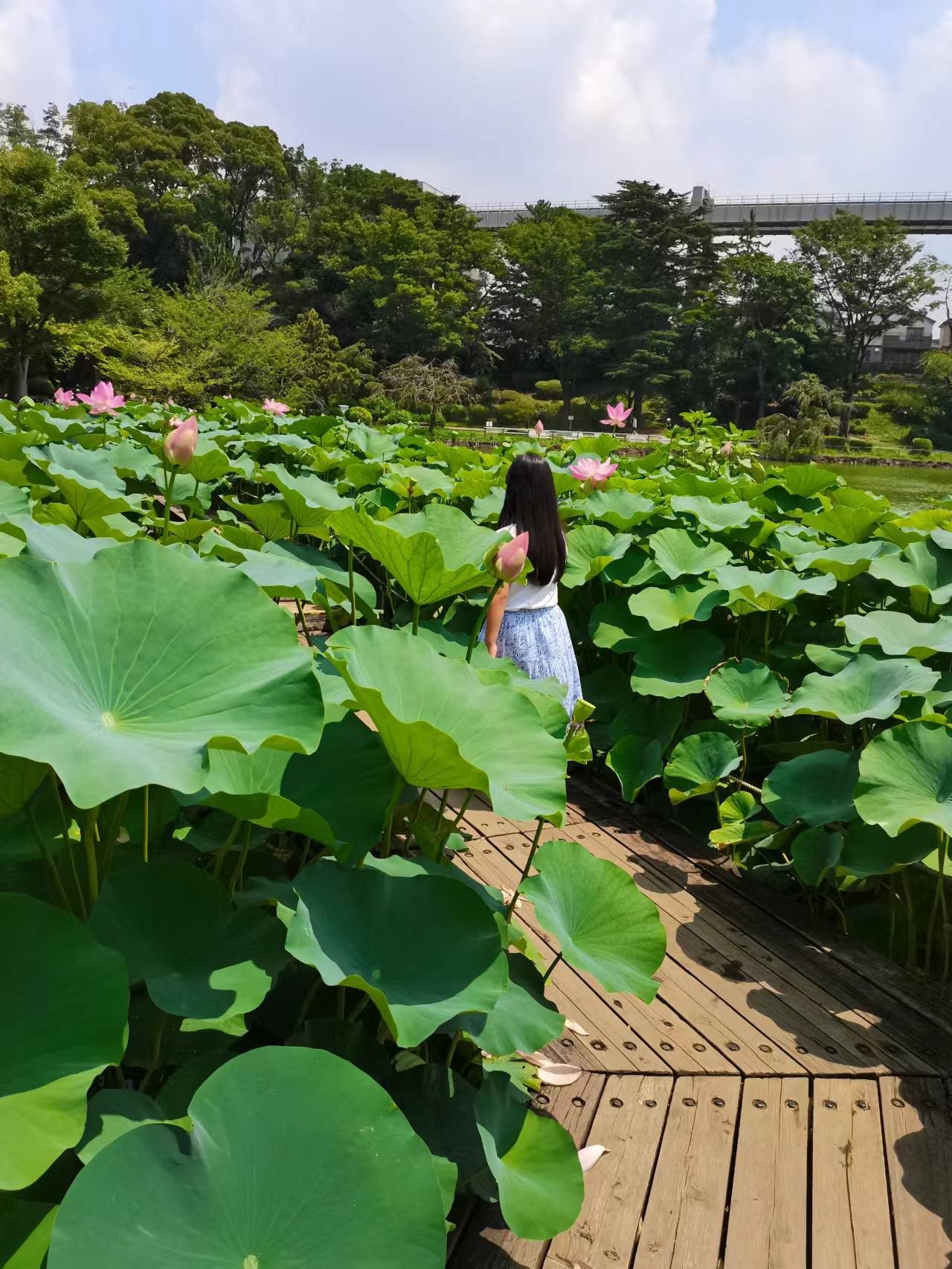 千葉公園の蓮（ハス）１２