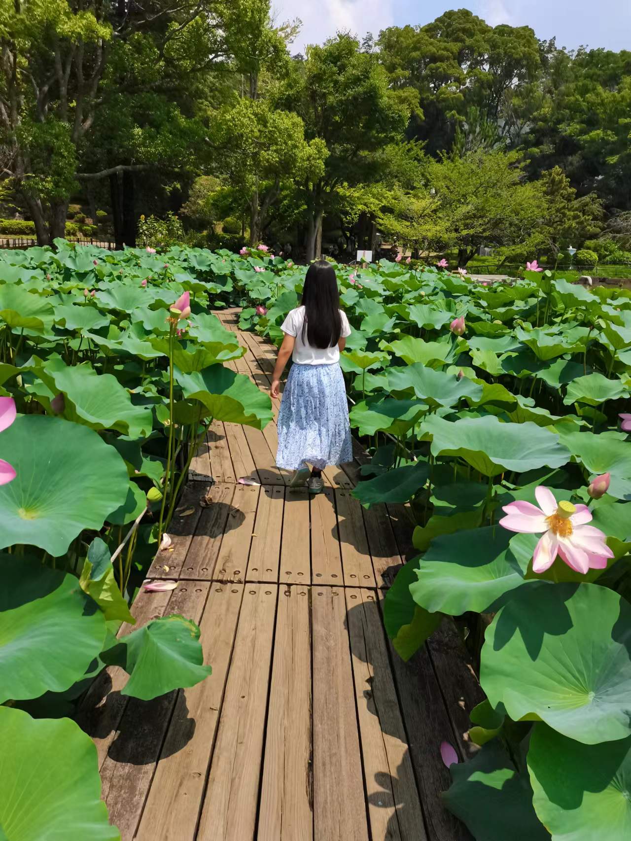 千葉公園の蓮（ハス）１３